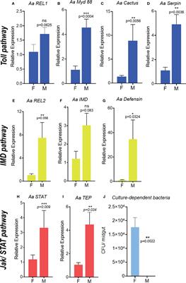 Sexual Dimorphism in Immune Responses and Infection Resistance in Aedes aegypti and Other Hematophagous Insect Vectors